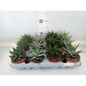 Haworthia   ...mix