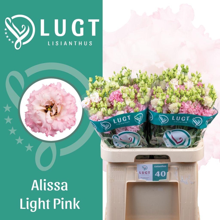 <h4>Lisianthus do alissa light pink</h4>