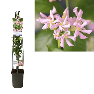 Trachelospermum as. Pink Air +light label