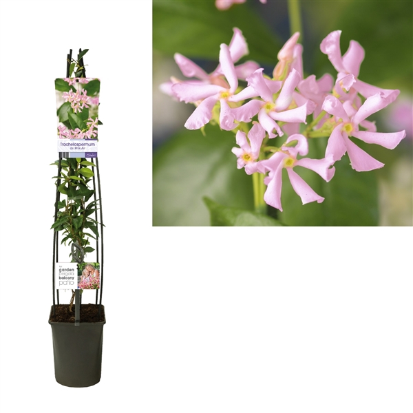 <h4>Trachelospermum as. Pink Air +light label</h4>