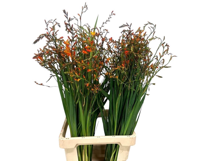 <h4>Crocos Lucifer</h4>