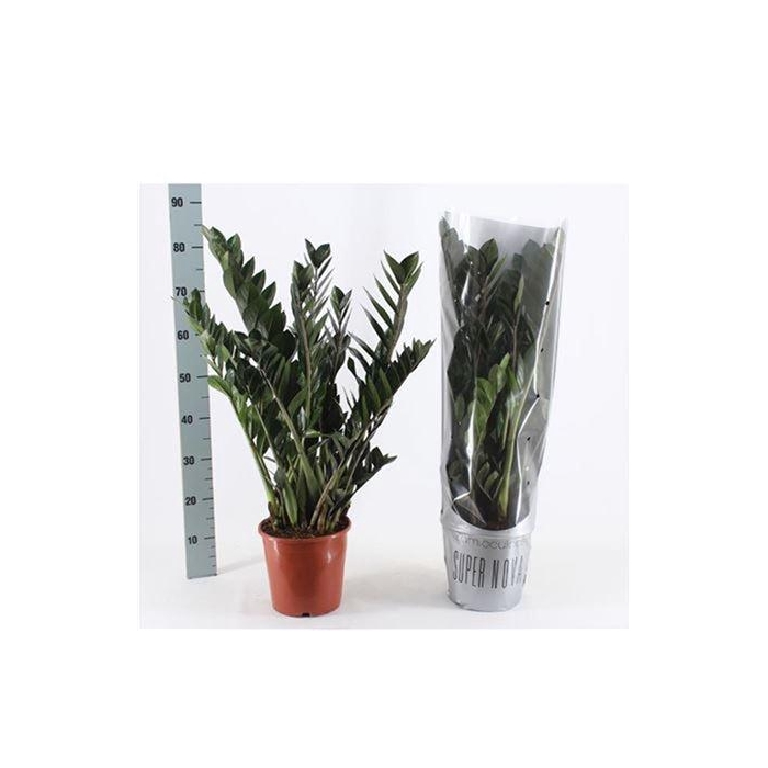 <h4>Zamio Super Nova 12+</h4>