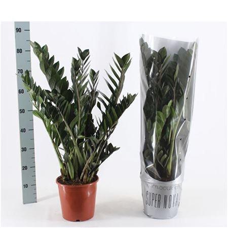 ** Zamio Super Nova 12+ * Winter Promo *