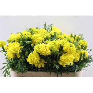 Tagetes E Promise Yellow