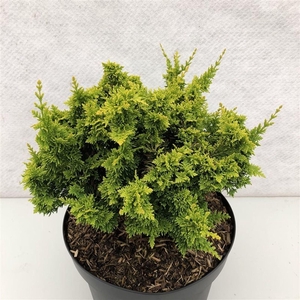 Chamaecyparis obtusa