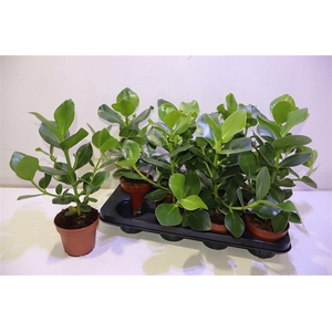 arr8 Clu Ro Princess