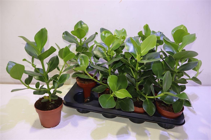 <h4>arr8 Clu Ro Princess</h4>