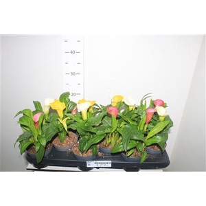 ** Zant Gem 2-3+ * Winter Promo **