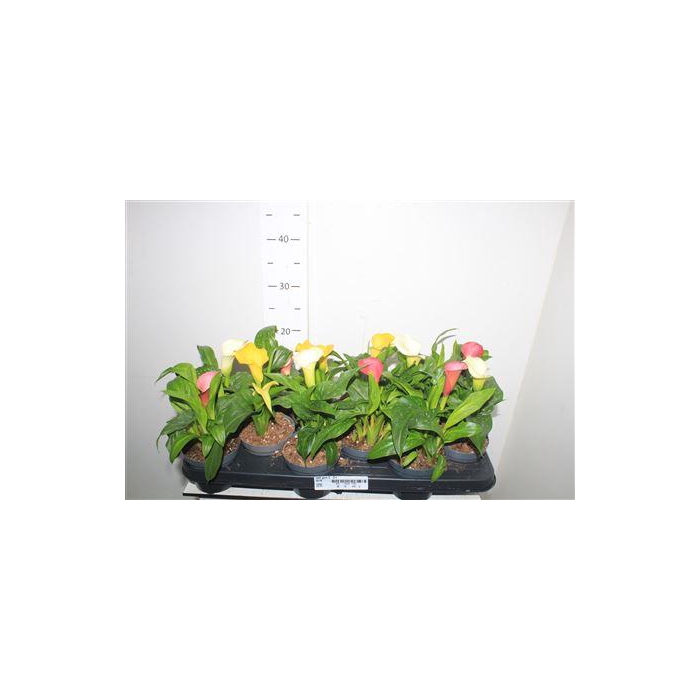 <h4>** Zant Gem 2-3+ * Winter Promo **</h4>