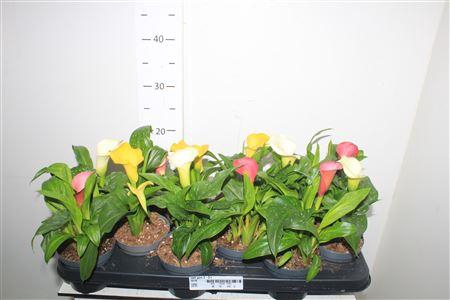 <h4>** Zant Gem 2-3+ * Winter Promo **</h4>