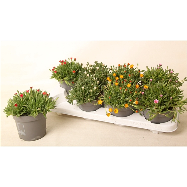 <h4>Delosperma Lido mix (rauw)</h4>