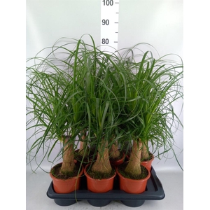 Beaucarnea recurvata