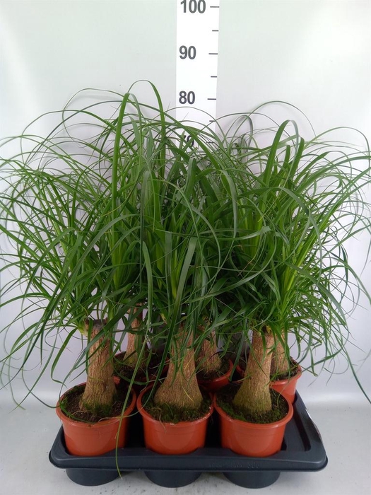 <h4>Beaucarnea recurvata</h4>