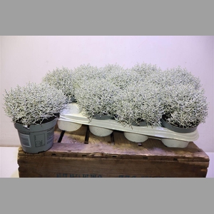 Leucoph Brownii