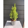 Picea glauca 'Perfecta' P15