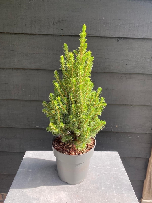 Picea glauca 'Perfecta' P15
