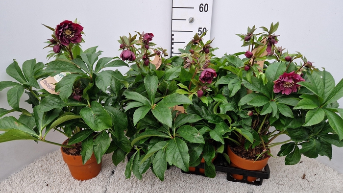 <h4>HELL ORIENTALIS</h4>