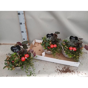 ARR TUINPLANTEN