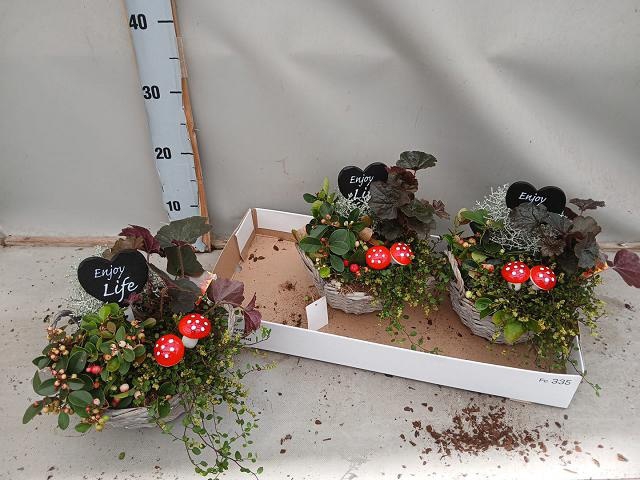 <h4>ARR TUINPLANTEN</h4>