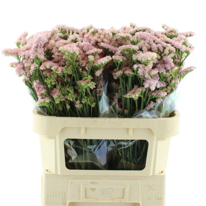 <h4>Limonium Sinuatum Apricot Sun Birds</h4>