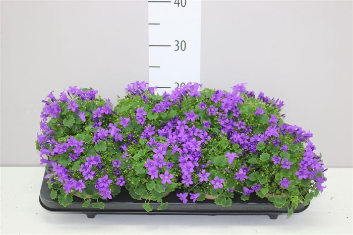 <h4>Campanula Port Porto</h4>