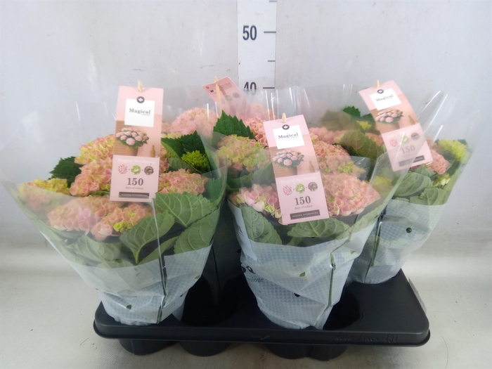 <h4>Hydrangea mac. 'Magical Revolution'</h4>