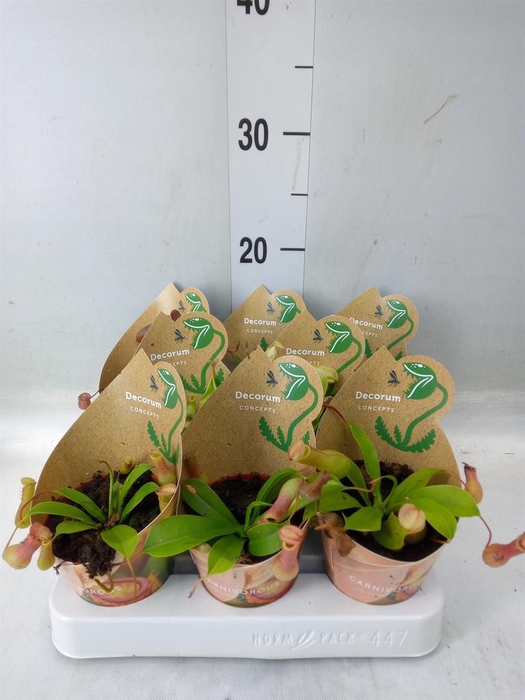 <h4>Vleesetende planten</h4>