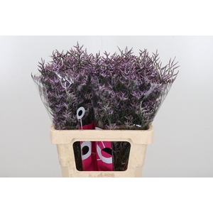 Limon Safora Lilac