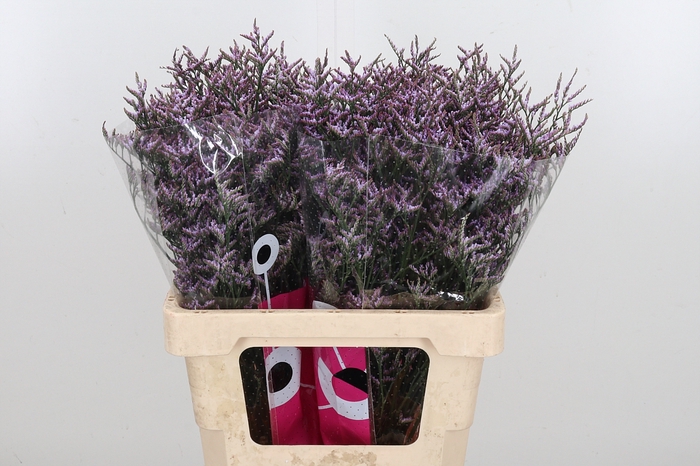 <h4>Limon Safora Lilac</h4>
