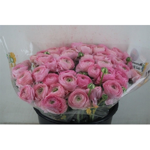 Ran Cloni Sup Rosado