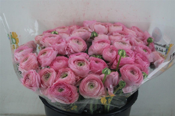 <h4>Ran Cloni Sup Rosado</h4>