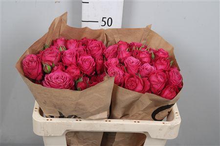 <h4>R Tr Domino</h4>