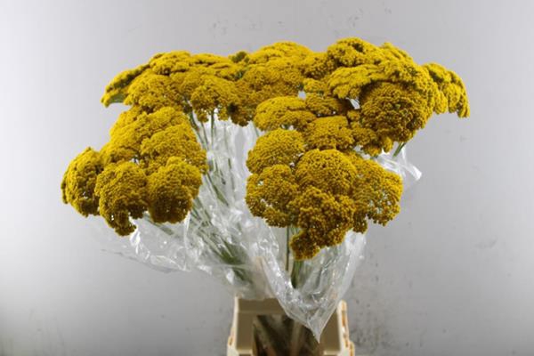 <h4>Achil F Park Variety</h4>