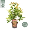 Photinia serratifolia Pink Crispy