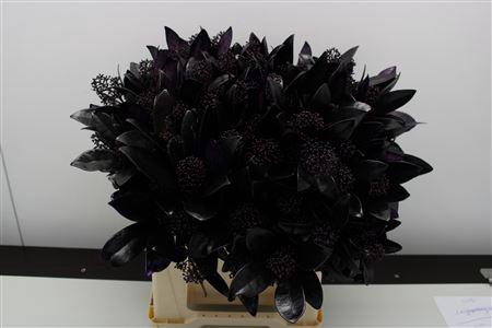 <h4>Skimmia Aubergine</h4>