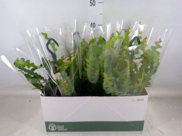 <h4>Epiphyllum anguliger</h4>