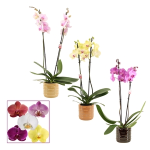 Phalaenopsis 2 tak 14+ mix in Lois (Deco-collection)