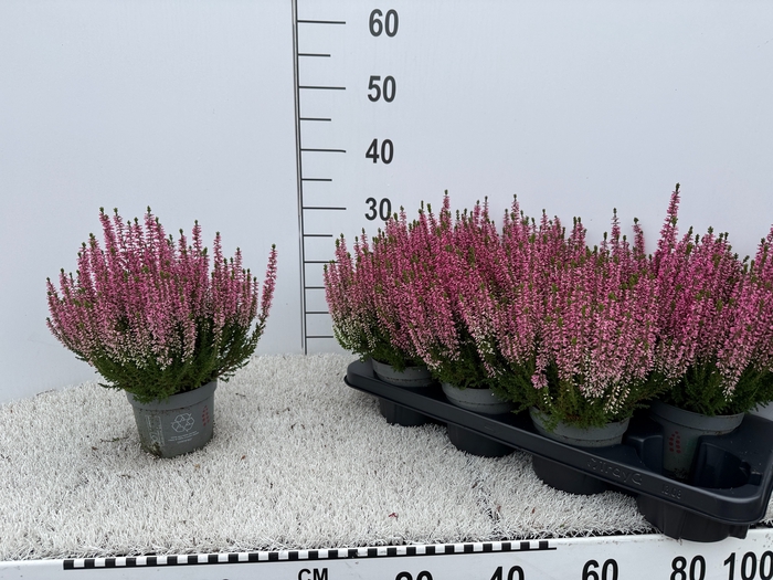<h4>CALLU BL LAURA</h4>