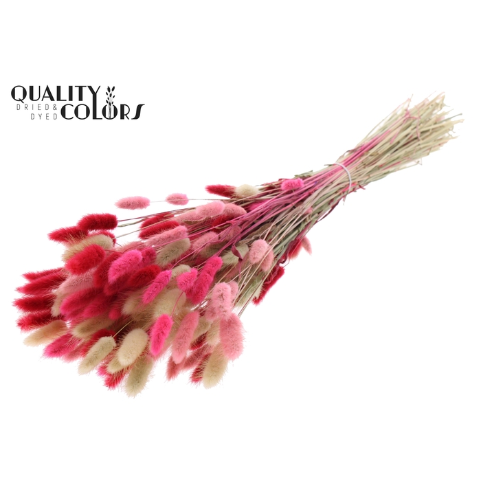 <h4>Lagurus Premium per bunch Lady Mix</h4>