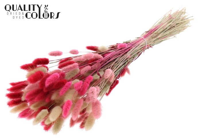 Lagurus Premium per bunch Lady Mix