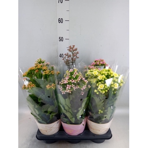 Kalanchoe blos. 'Veranda'   ...mix