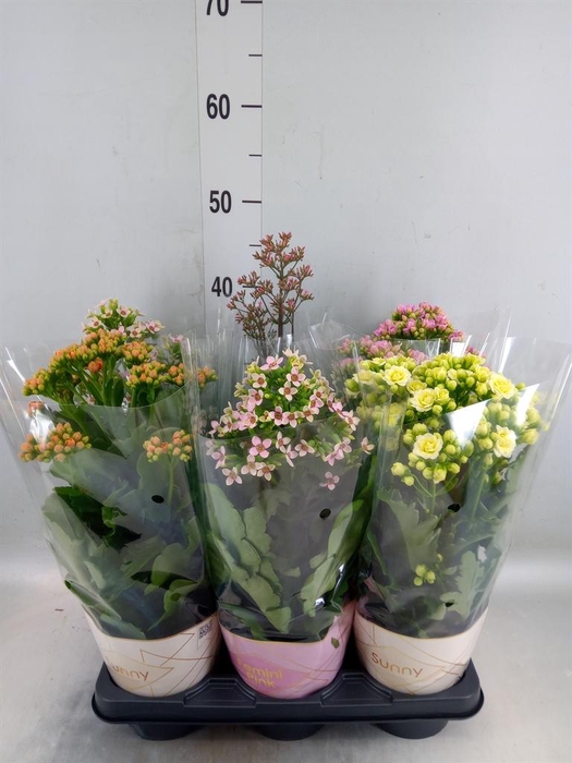 <h4>Kalanchoe blos. 'Veranda'   ...mix</h4>