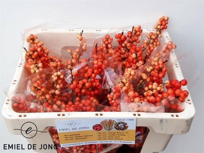 <h4>Ilex Oudijks Orange Emiel de Jong</h4>