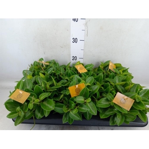 Peperomia pros. 'Pixie'