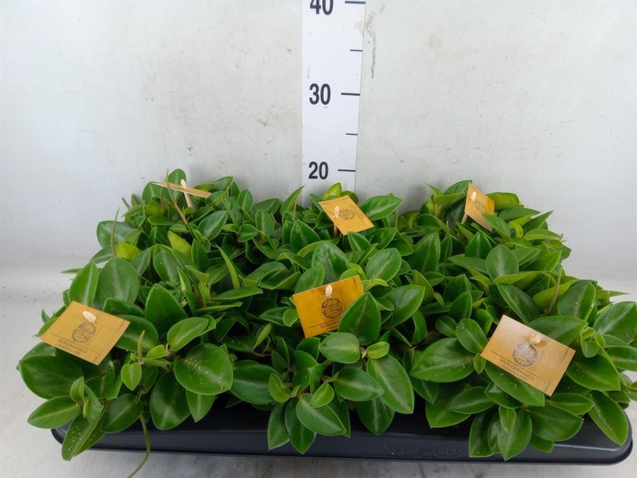 <h4>Peperomia pros. 'Pixie'</h4>