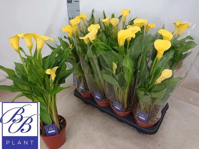 <h4>ZANT SUNCLUB</h4>