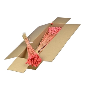 Phalaris Sb Bleached Pink
