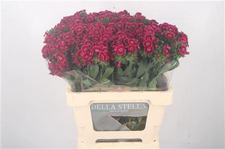 <h4>Di Barb Jolly 60cm</h4>