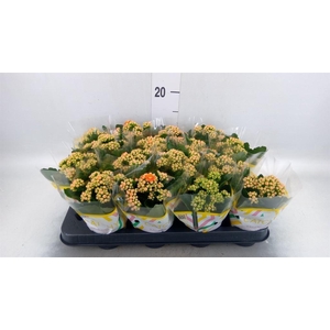 Kalanchoe blos. 'Calandiva Hawn'