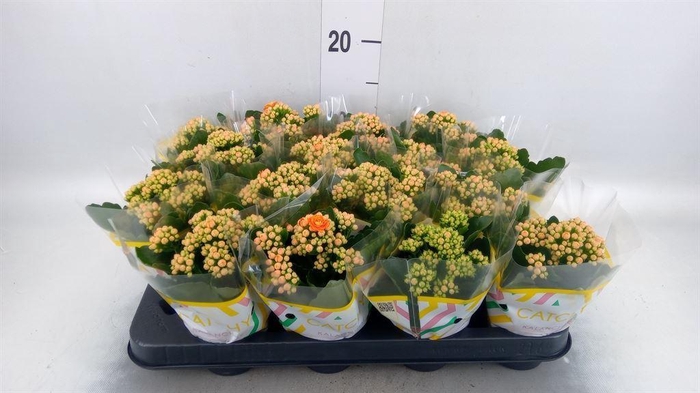 <h4>Kalanchoe blos. 'Calandiva Hawn'</h4>